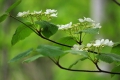 オオカメノキの純白の花々の美しさがひときわ際立っていたのがこの頃でした（２０２３年５月１９日）。