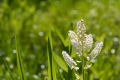 朝日を浴びたコバイケイソウの花は、本当に美しい光景でした（２０２３年６月２１日）。