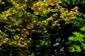 まだまだ緑も多い中で、黄色の葉の輝きを見せていたブナの木。その輝きはいつもの年以上に綺麗に見え始めていたことに驚いていた日々でした（２０２３年１０月３日）。