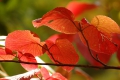 今年のオオカメノキは、花は少し元気がありませんでしたが、紅葉は本当に鮮やかでした（尾瀬ブナ平にて・２０２３年１０月１２日）。