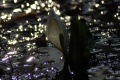 朝日に輝く清流の雪解け水の中で見る水芭蕉の姿は、本当に綺麗で美しい春の姿でした（２０２５年４月２１日）。