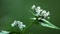 この日の蕎麦の花は最盛期から若干遅れがありましたが、本当に綺麗な蕎麦の花の姿が見られました（２０２５年８月２２日）。