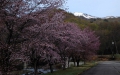 七入駐車場から桜の奥に燧ケ岳（標高２３５６ｍ）を望んで（２０２６年４月２８日）。