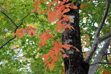 ツタウルシの紅葉が最盛期を迎えております。漆かぶれなどの毒性もあるみたいですが、まるで虹色に光り輝くような美しさは原生林を鮮やかな秋の紅葉の姿へと導いているようです（２０１８年９月２６日・尾瀬ブナ平にて）。