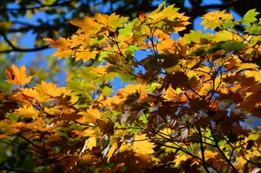 晴天の中、モミジの色合いが本当に鮮やかでした（尾瀬ブナ平にて・２０２１年１０月１８日）。
