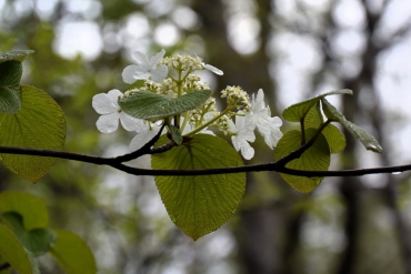 オオカメノキの花々に今年初めて出会った日がこの日の早朝でした（２０２４年４月３０日）。