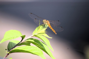 今年のトンボの始まりはやはり、７月１日でした。尾瀬野玄関横の、紫式部の葉に止まるトンボの姿です（２０２５年７月４日）。