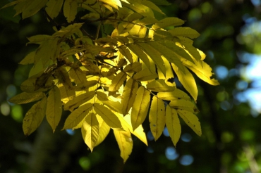 サワグルミの紅葉は毎年早くから色づき、季節の移り変わりが感じられる樹木です（２０２５年９月１日）。