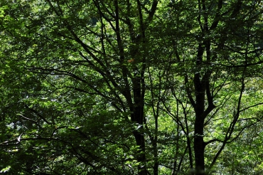 鮮やかな緑の輝きを見せていたブナの原生林。小沢平ブナ樹海ラインでは美しいブナの原生林の輝きをよく見ます（２０２５年９月１５日）。