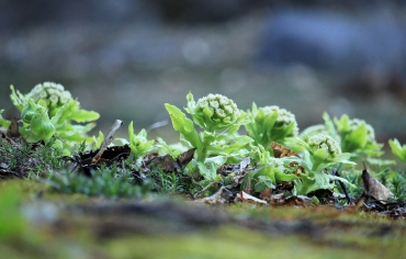小雪の冬から続く雪解けの中で、マグサブロー(フキノトウ）の輝きは素晴らしい春の輝きでした（２０２６年４月３日）。