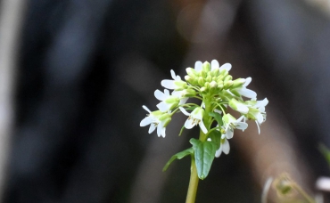山ワサビの花々も満開を迎え、深山霊峰の山々も木々の緑や新芽の季節を迎えて（２０２６年４月１７日）。