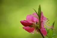 ツツジの女王とも呼ばれる、ムラサキヤシオツツジの美しい姿が見られるようになってきた春の自然。素晴らしい季節の到来を感じた日々でした（２０２３年５月１０日）。
