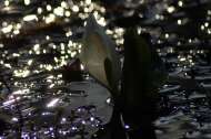 朝日に輝く清流の雪解け水の中で見る水芭蕉の姿は、本当に綺麗で美しい春の姿でした（２０２５年４月２１日）。