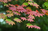 お盆明けに見られたモミジの紅葉の始まりの姿です（２０２６年８月１９日）。